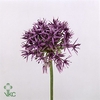 ALLIUM VIOLET BEAUTY