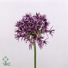 Allium Violet Beauty