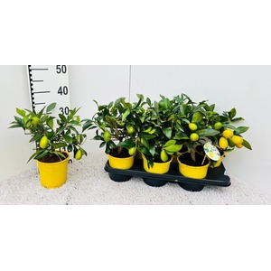 Citrus floridana Limequat medi-stem (s2)