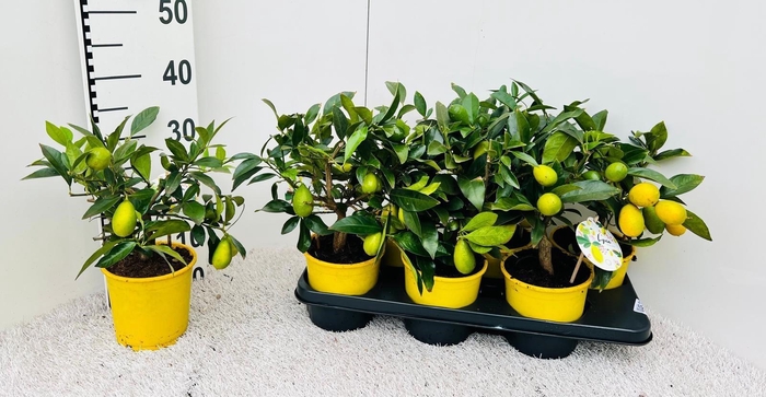 <h4>Citrus floridana Limequat medi-stem (s2)</h4>