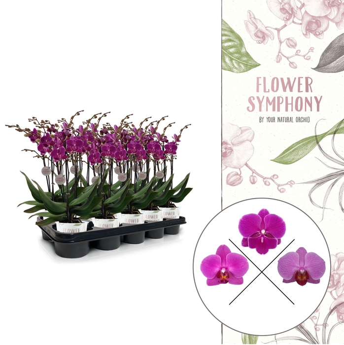 <h4>Flower Symphony | Paars mix | Phalaenopsis 3 spike</h4>