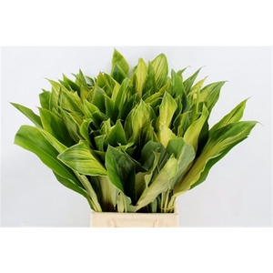 Cordyline Yellow Flash