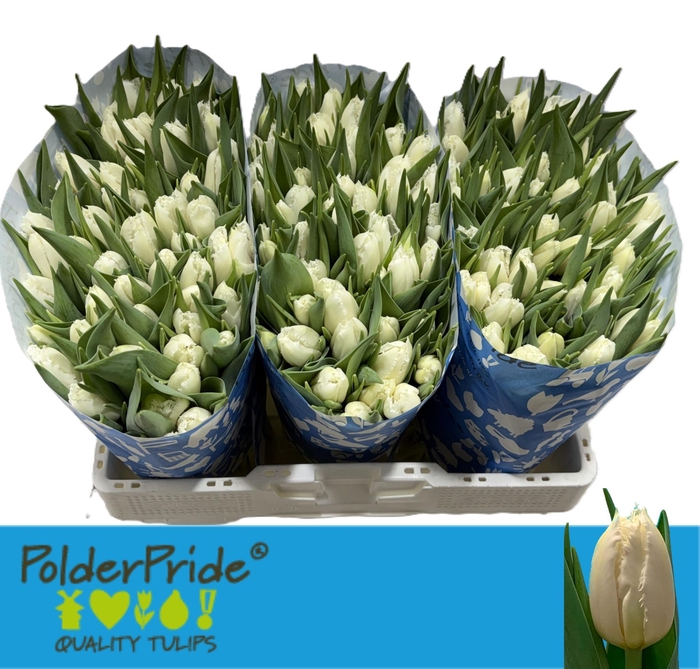 <h4>TU FR CRICKO</h4>