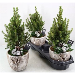 Picea Gl Perfecta