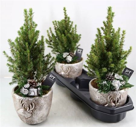 <h4>Picea Gl Perfecta</h4>