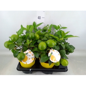 Citrus meyeri 'Meyer'