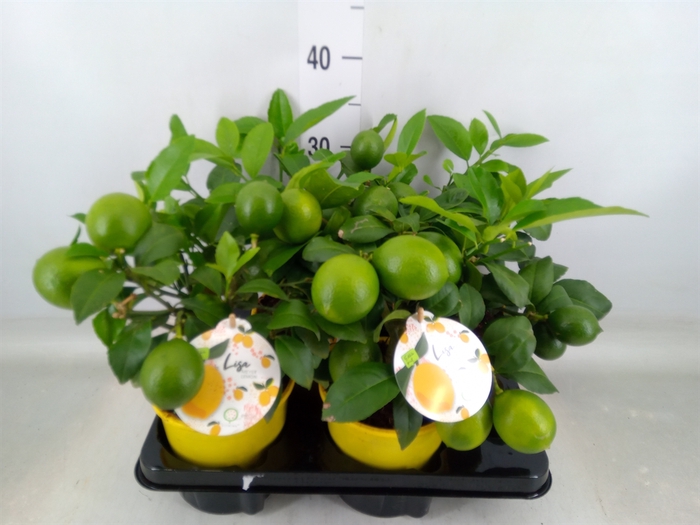 <h4>Citrus meyeri 'Meyer'</h4>