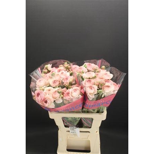 Ran Romance Seine 60cm