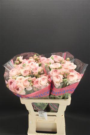 <h4>Ran Romance Seine 60cm</h4>