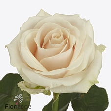 <h4>Rosa large lovely avalanche+</h4>