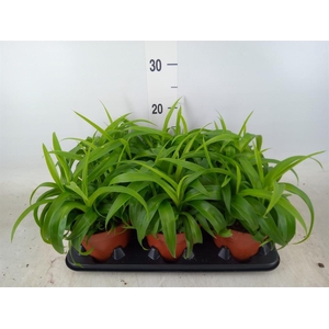 Chlorophytum com. 'Green Bonnie'