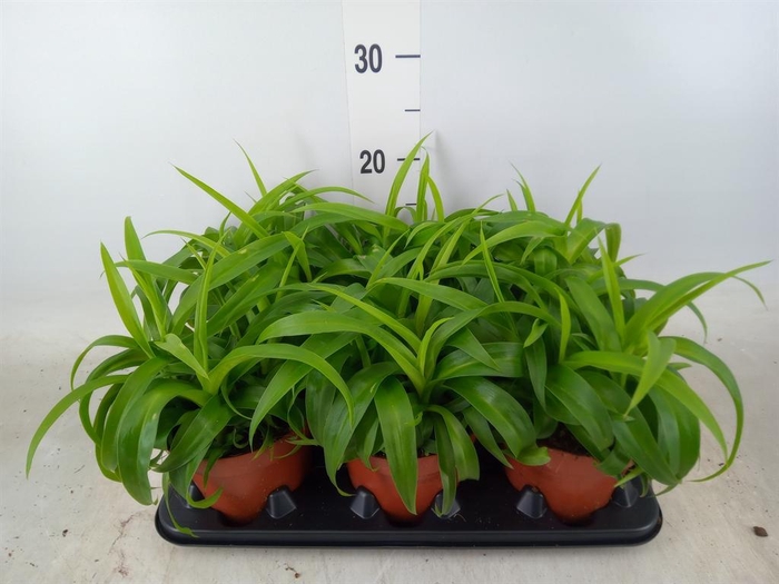 <h4>Chlorophytum com. 'Green Bonnie'</h4>