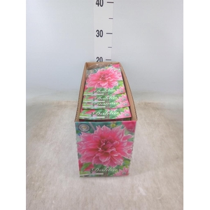 Dahlia   ...flowerbulbs