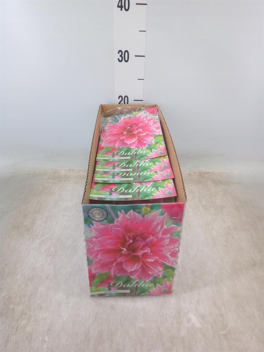 <h4>Dahlia   ...flowerbulbs</h4>