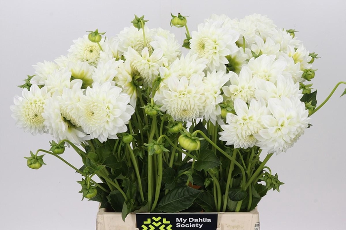 Dahlia Ice Ice Baby