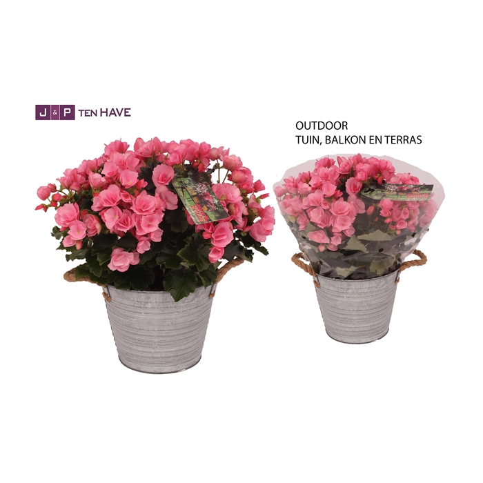 <h4>Begonia ''Betulia Candy'' Outdoor in Zink Sierpot</h4>
