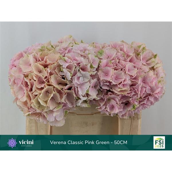 <h4>Hydr Verena Classic Champagne 50 cm Vicini</h4>
