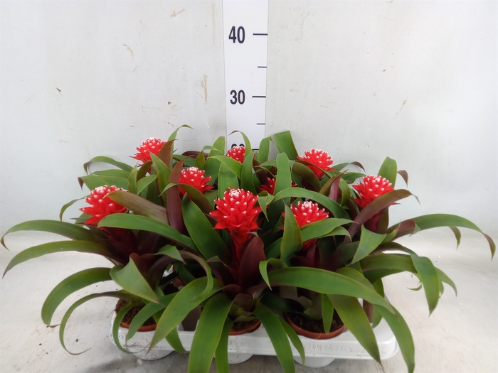 <h4>Guzmania  'Priscilla'</h4>