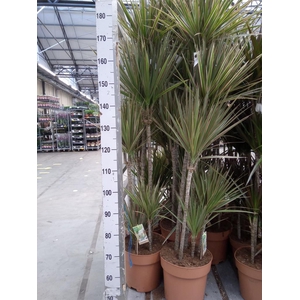 Dracaena marg. 'Bicolor'