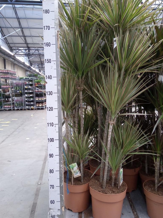 <h4>Dracaena marg. 'Bicolor'</h4>
