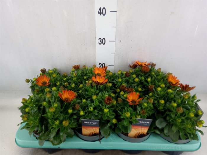 <h4>Osteospermum  'Margarita Orang Fla'</h4>