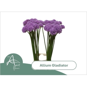 ALLIUM GLADIATOR