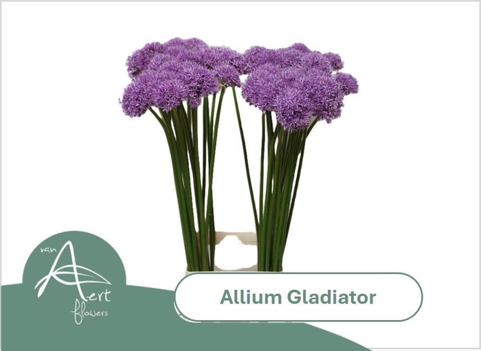 <h4>ALLIUM GLADIATOR</h4>