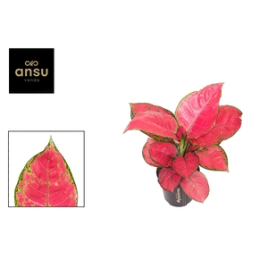 Aglaonema Red Joy