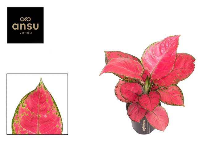 <h4>Aglaonema Red Joy</h4>