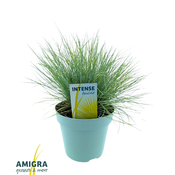<h4>Festuca glauca AmiGold®</h4>
