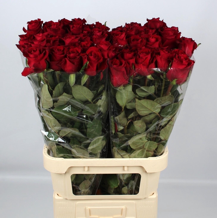 <h4>R GR EVER RED</h4>