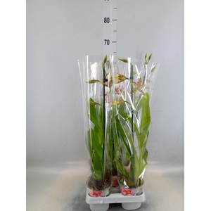 Aliceara  'Renaissance White'