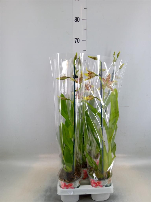 <h4>Aliceara  'Renaissance White'</h4>