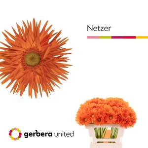 Germini Spider Netzer Water