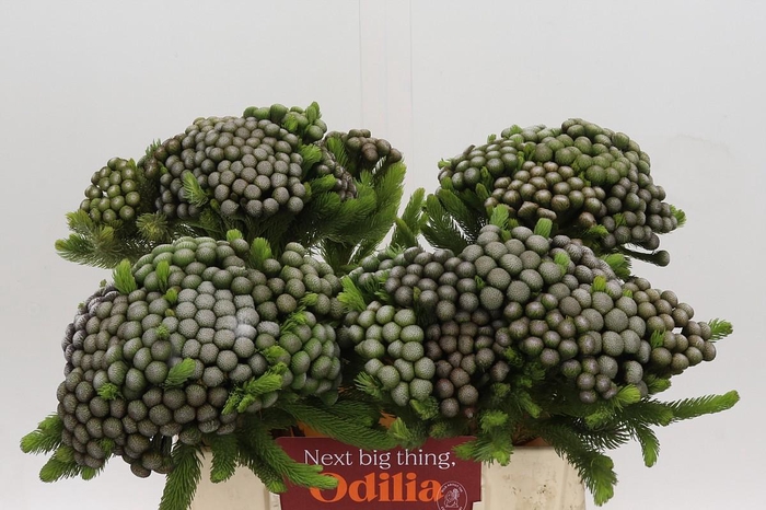 <h4>Kaaps Groen Albiflora</h4>