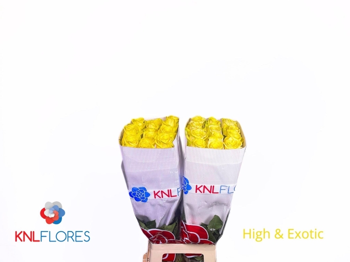 <h4>R GR HIGH & EXOTIC</h4>