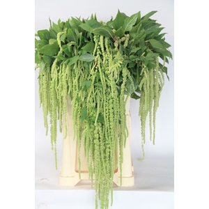 AMAR CA GREEN CORD