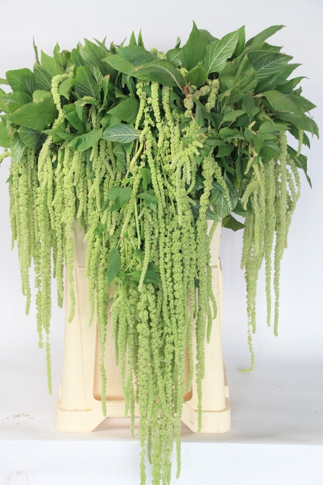<h4>AMAR CA GREEN CORD</h4>