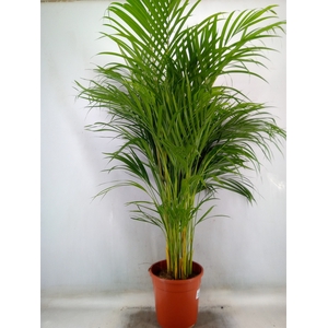 Dypsis lutescens   ...Chrysalidoca