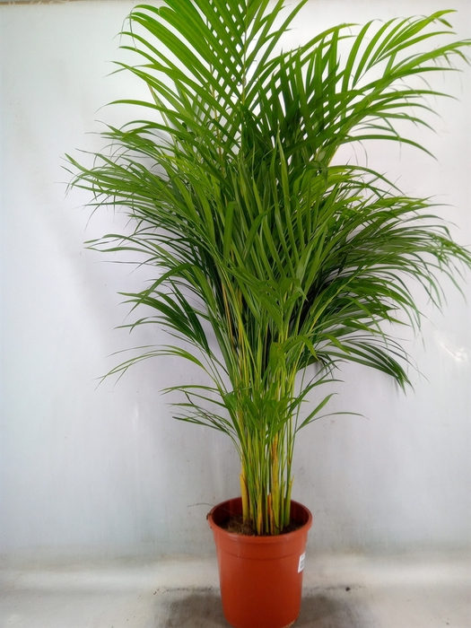 <h4>Dypsis lutescens   ...Chrysalidoca</h4>