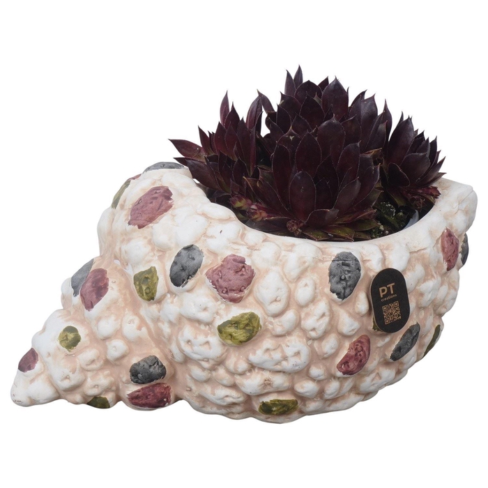 <h4>Arr. Sempervivum L%</h4>