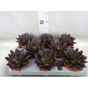 Echeveria   ...