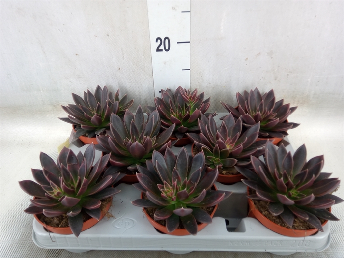 <h4>Echeveria   ...</h4>