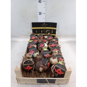 Hippeastrum   ...flowerbulbs