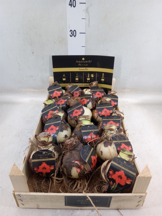 <h4>Hippeastrum   ...flowerbulbs</h4>