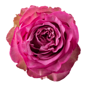 R Gr Queen´s Crown Lavander 50cm EC