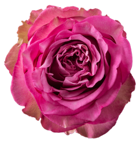 <h4>R Gr Queen´s Crown Lavander 50cm EC</h4>