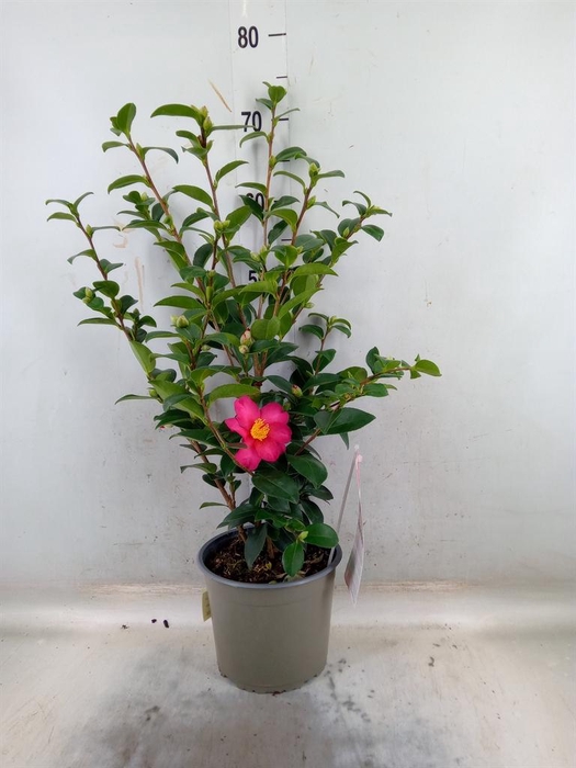<h4>Camellia sasanqua</h4>