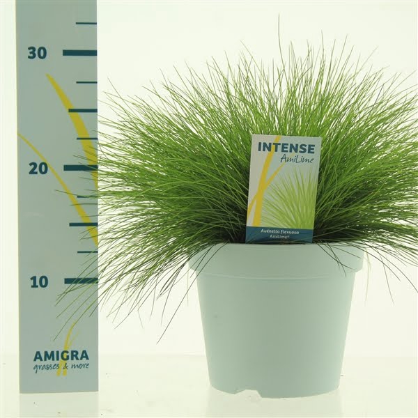 <h4>Deschampsia flexuosa AmiLime®</h4>