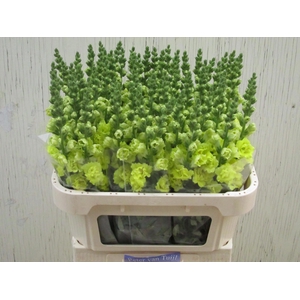 Antirrhinum Double Yellow